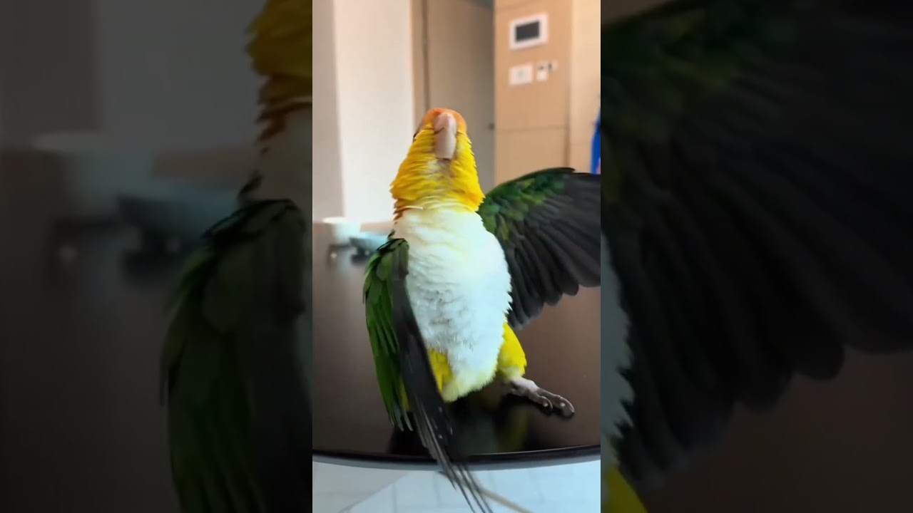 Birds are so cute part 224 