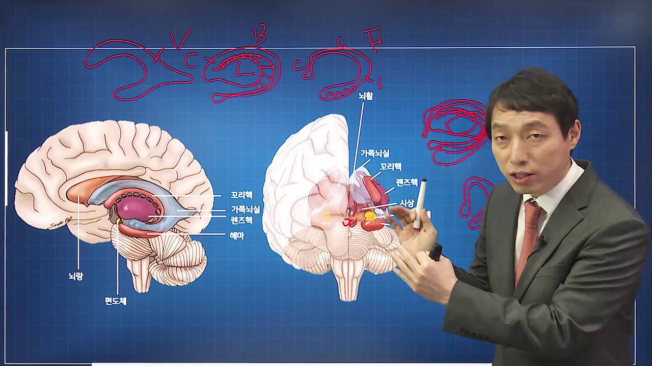 신경과학(신경해부학) 12강 뇌의 심부구조 바닥핵 둘레계통 basal ganglia limbic system 변연계