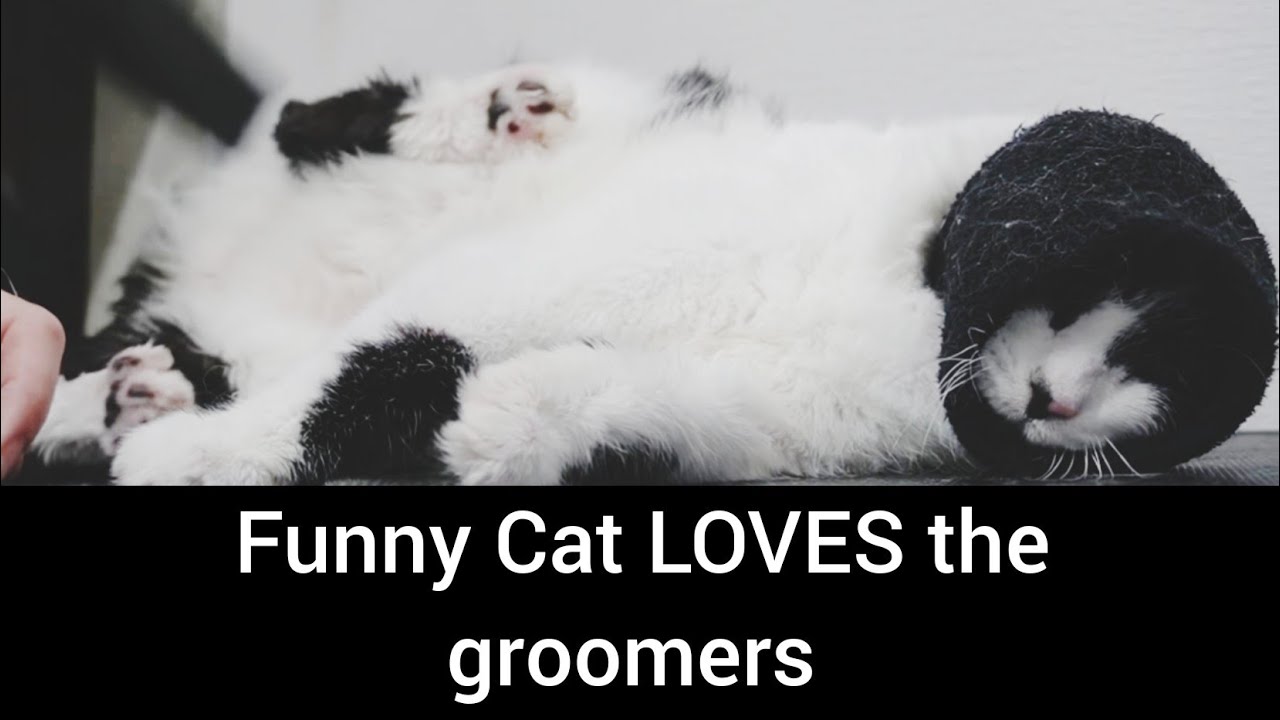 Hilarious CAT has a fetish for the blow dryer and it will make you LAUGH!