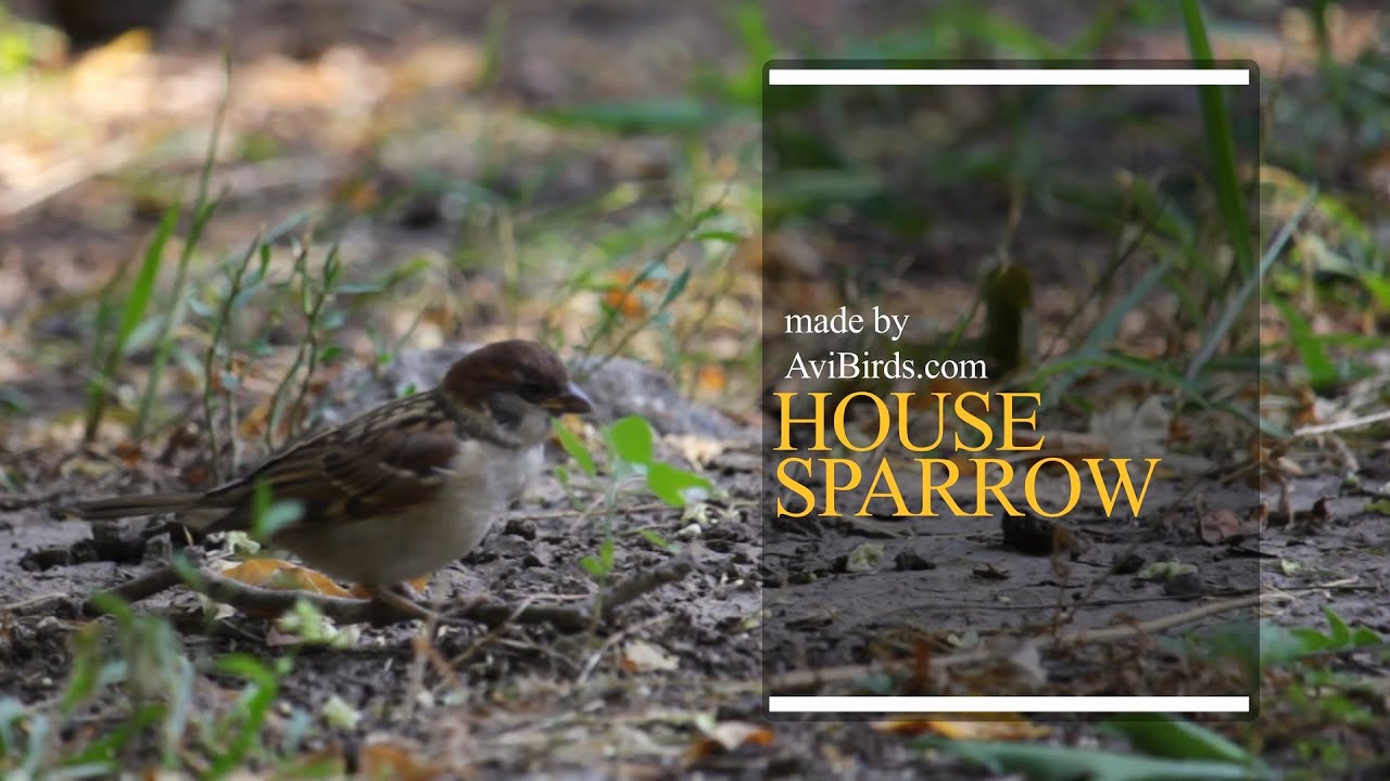 House Sparrow [Passer Domesticus]