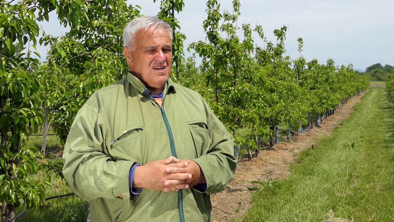 Domaćine kako radiš 18.05.2020. Kruška, Lapovo, Golobok