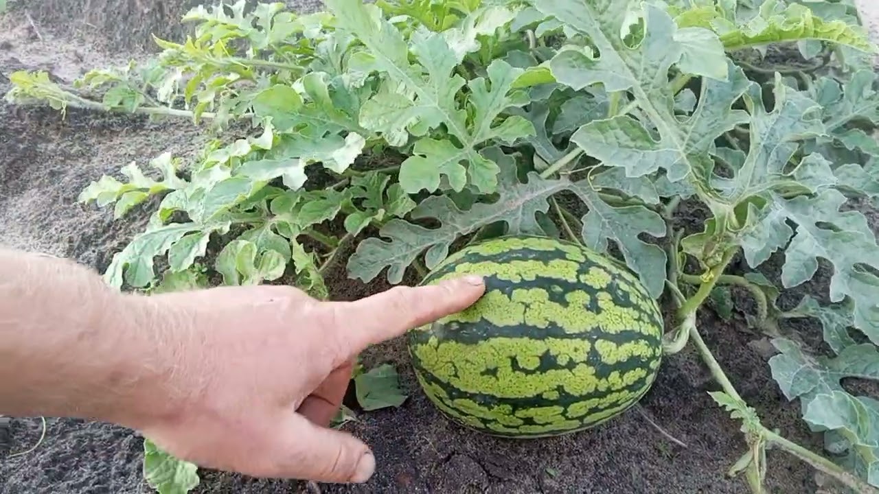🍉 🍈 Обробка для цвітіння та формування зав'язі КАВУНА та ДИНІ.