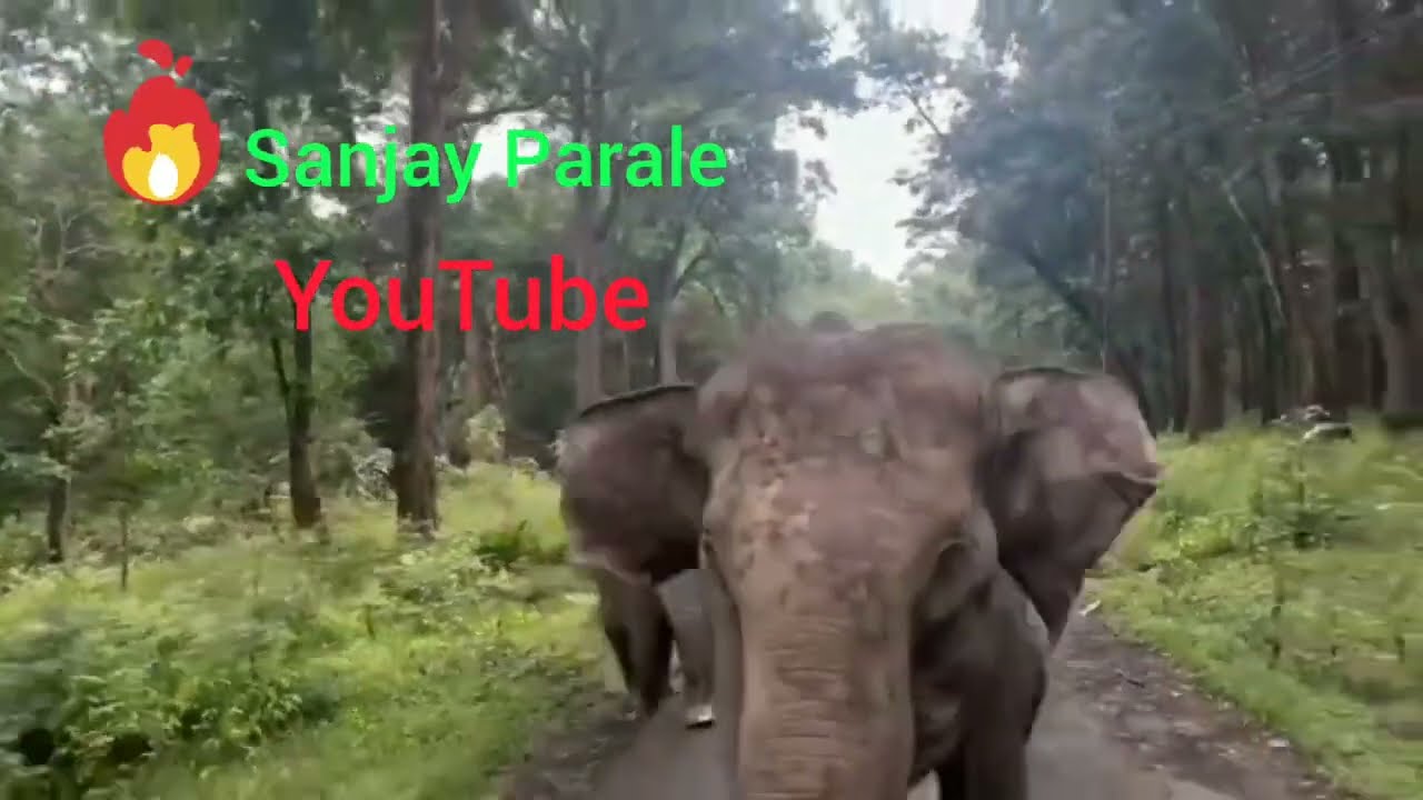 Elephant 