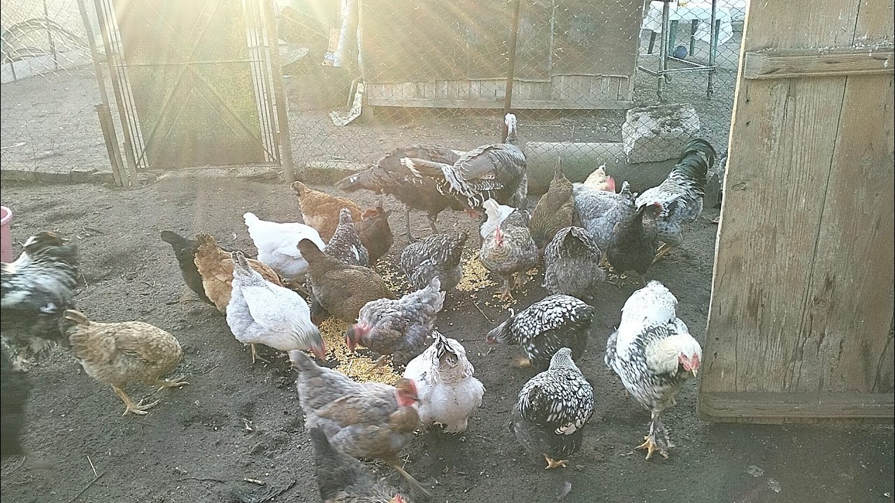 Rutina de dimineață la animale și păsări! Ultimul clip pe 2022!