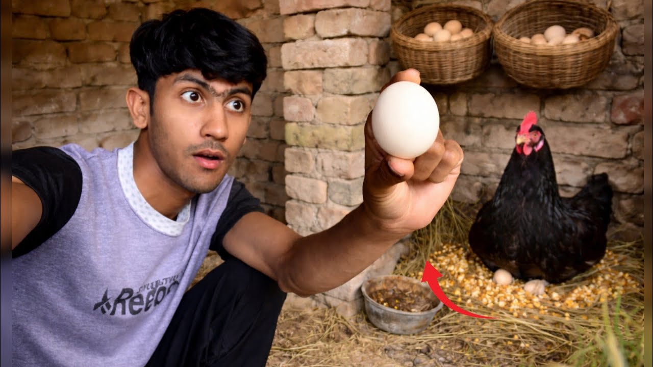  First Eggs🥚 From Our Beautiful Hen! Surprising Moment|| Haseeb Home Birds
