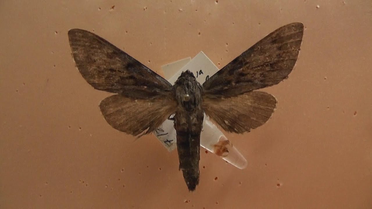 БРАЖНИКИ: 663. Lapara phaeobrachycerous