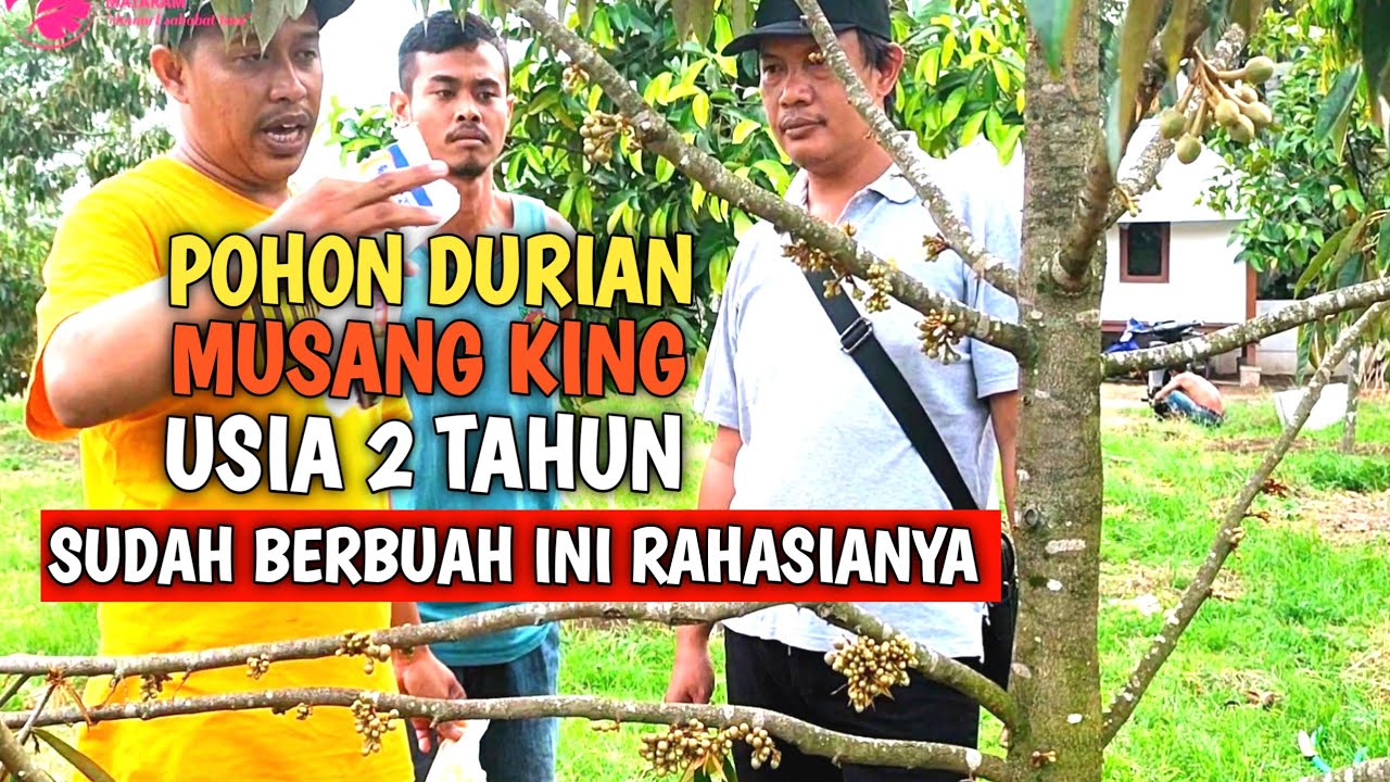 POHON DURIAN MUSANG KING USIA DUA TAHUN SUDAH BERBUAH - LANGKAH PASTI