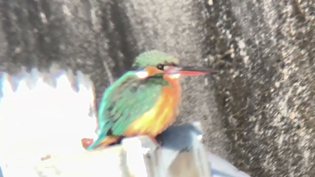 善福寺川　カワセミ