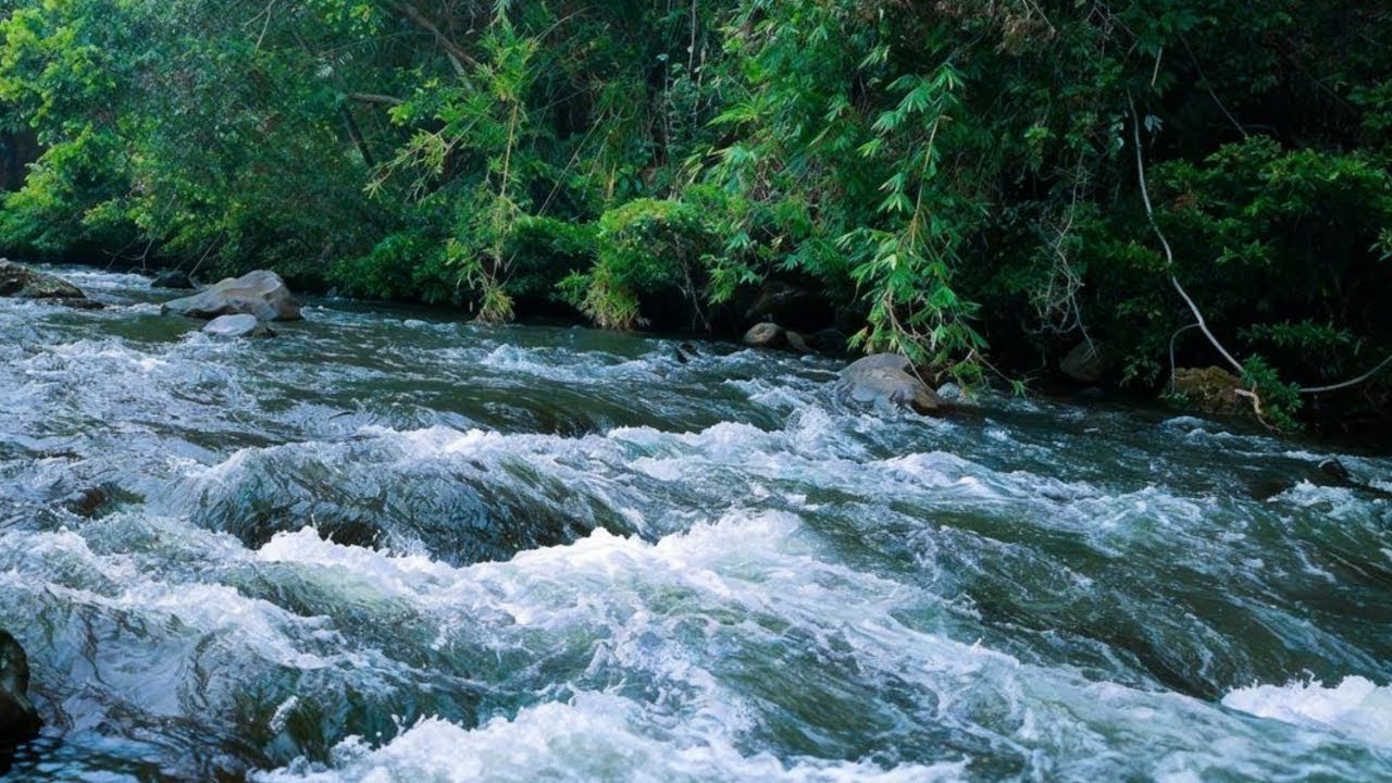 LIVE RIVER AMBIENCE WITH GENTLE WATER FLOW & FOREST SOUNDS, ASMR NATURE SOUNDSCAPE