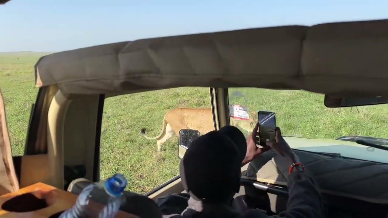 Close Encounter, Maasai Mara, Kenya, Bonvoyage Kenya Safaris from Ibai 🇰🇪