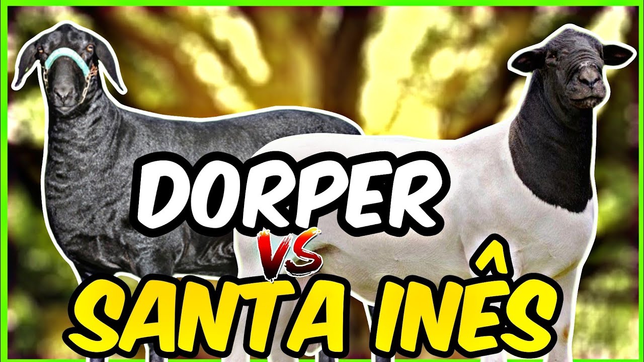 RAÇA SANTA INÊS X RAÇA DORPER