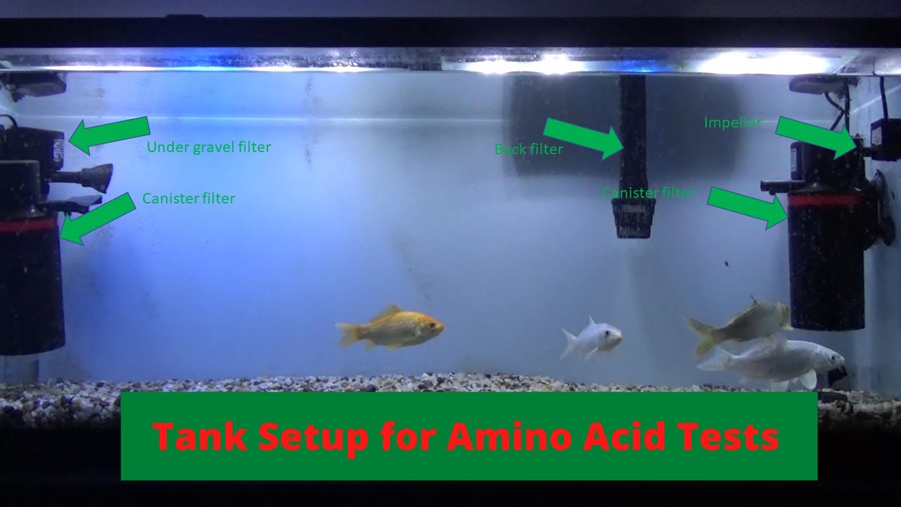 Tank Setup for Amino Acid Tests