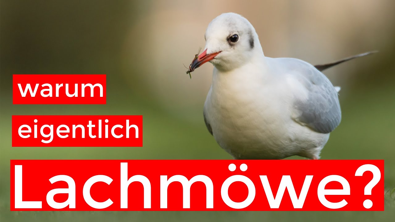 ein Vogel im Abwärtstrend - die Lachmöwe | Gründe, Fakten, Bestimmungstipps