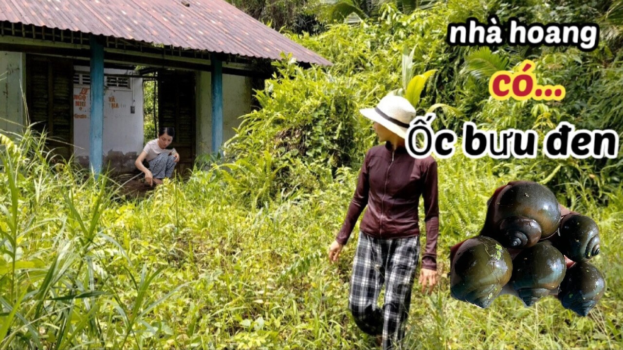 Vào Khu Nhà Bỏ Hoang Bắt Ốc Bươu Đen Về Nướng Tiêu Xanh