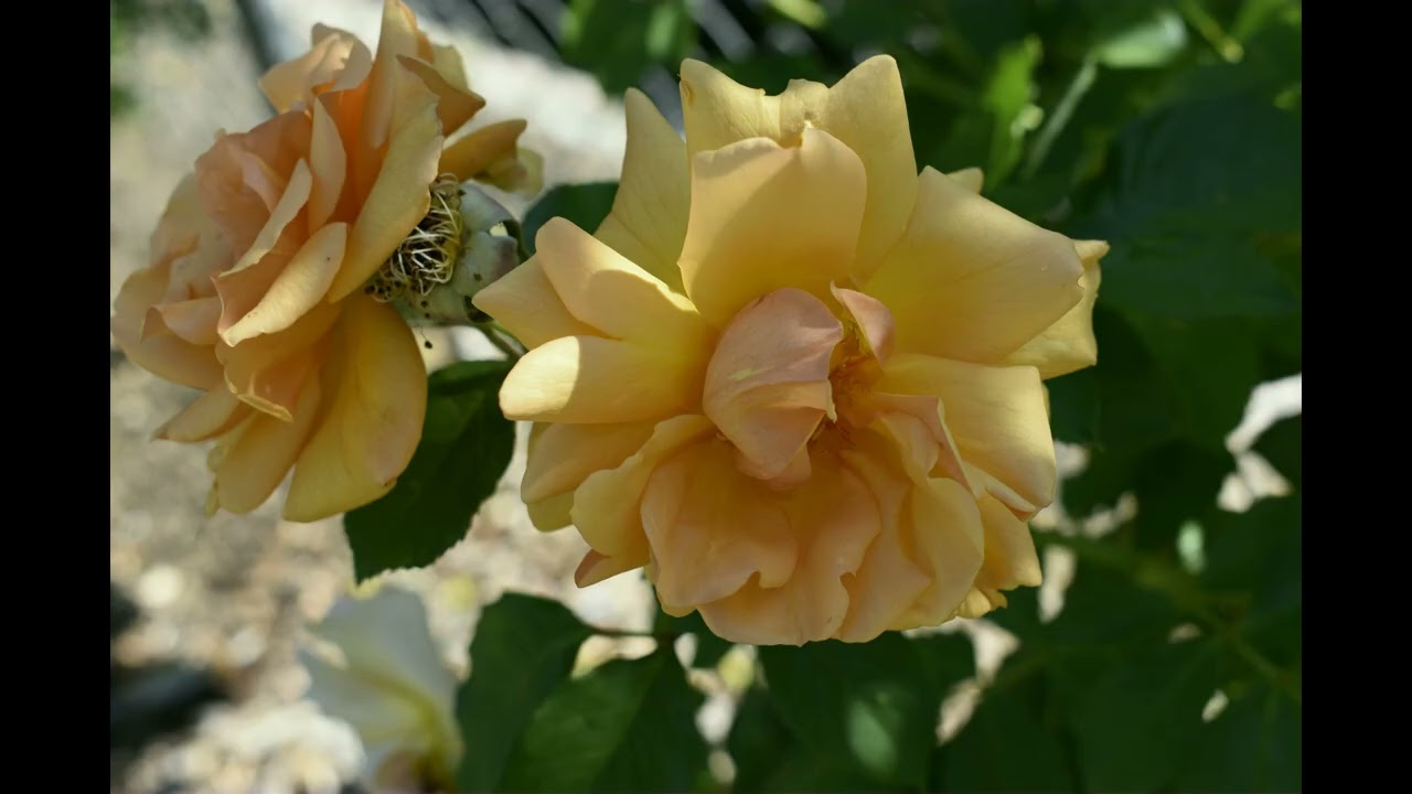 Idlewild Park Rose Garden RENO