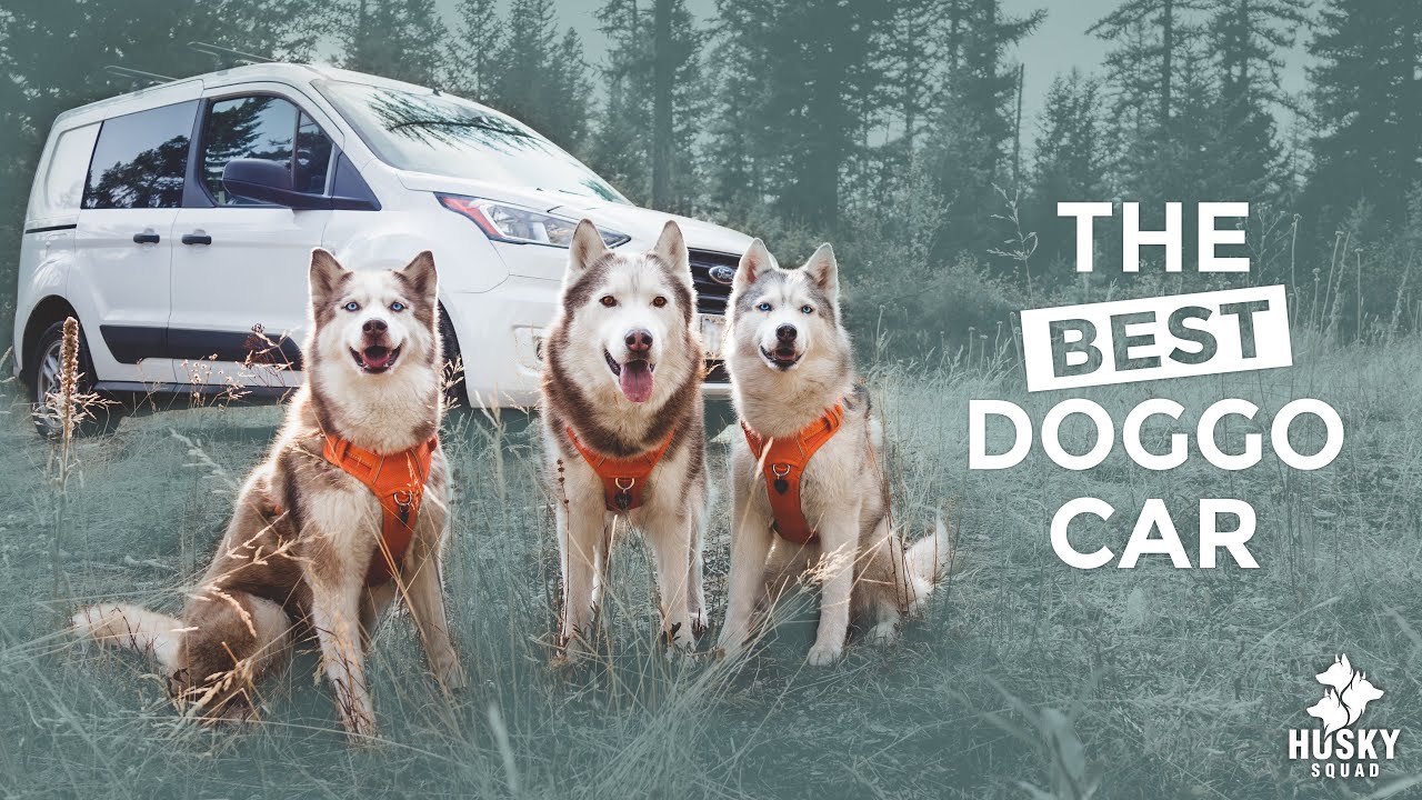 Ford Transit Connect Cargo Van For Dogs REVIEW + PROS and CONS