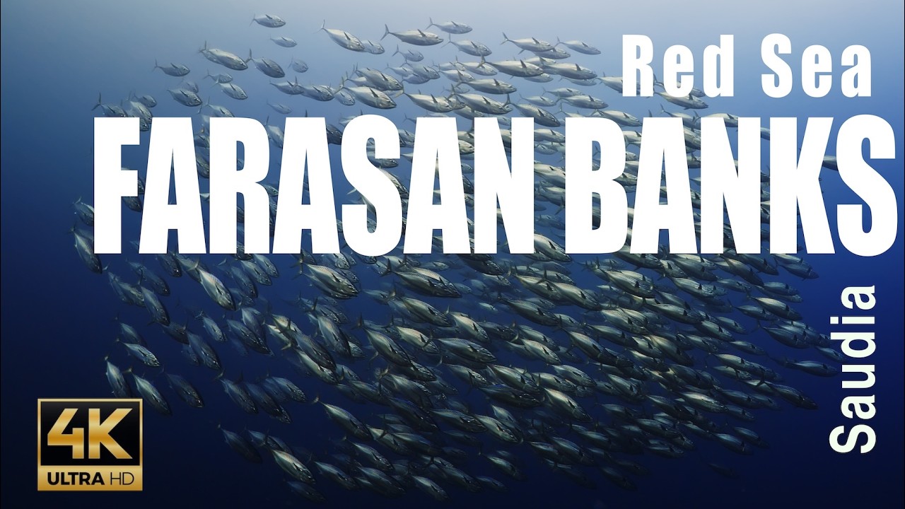 Beautifull Red Sea Farasan Banks Dive 4K | Saudi Arabia Liveaboard Coral Reef Adventure