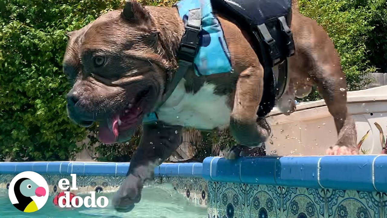 Pitbull tiene una obsesi&oacute;n en la vida: nadar | El Dodo