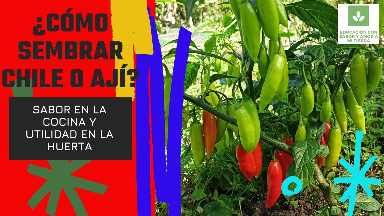 ¿CÓMO SEMBRAR DE FORMA SENCILLA Y PRODUCTIVA CHILE, AJÍ, MORRÓN, JALAPEÑO O PIMIENTO TABASCO?