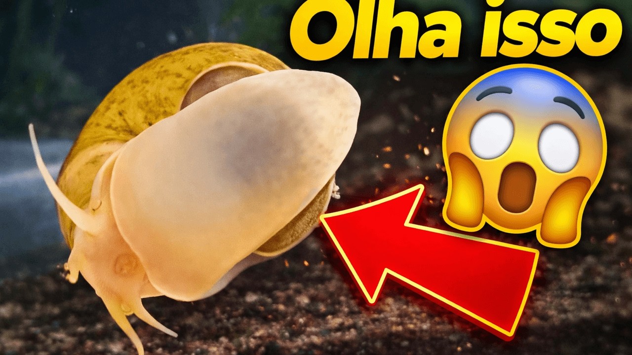 Olha o que essa Ampulária faz no aquário 😱🐌