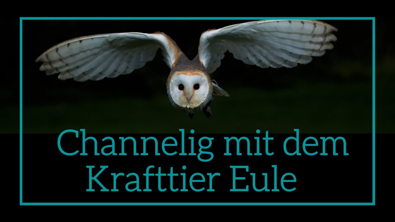 Krafttier Channeling Eule