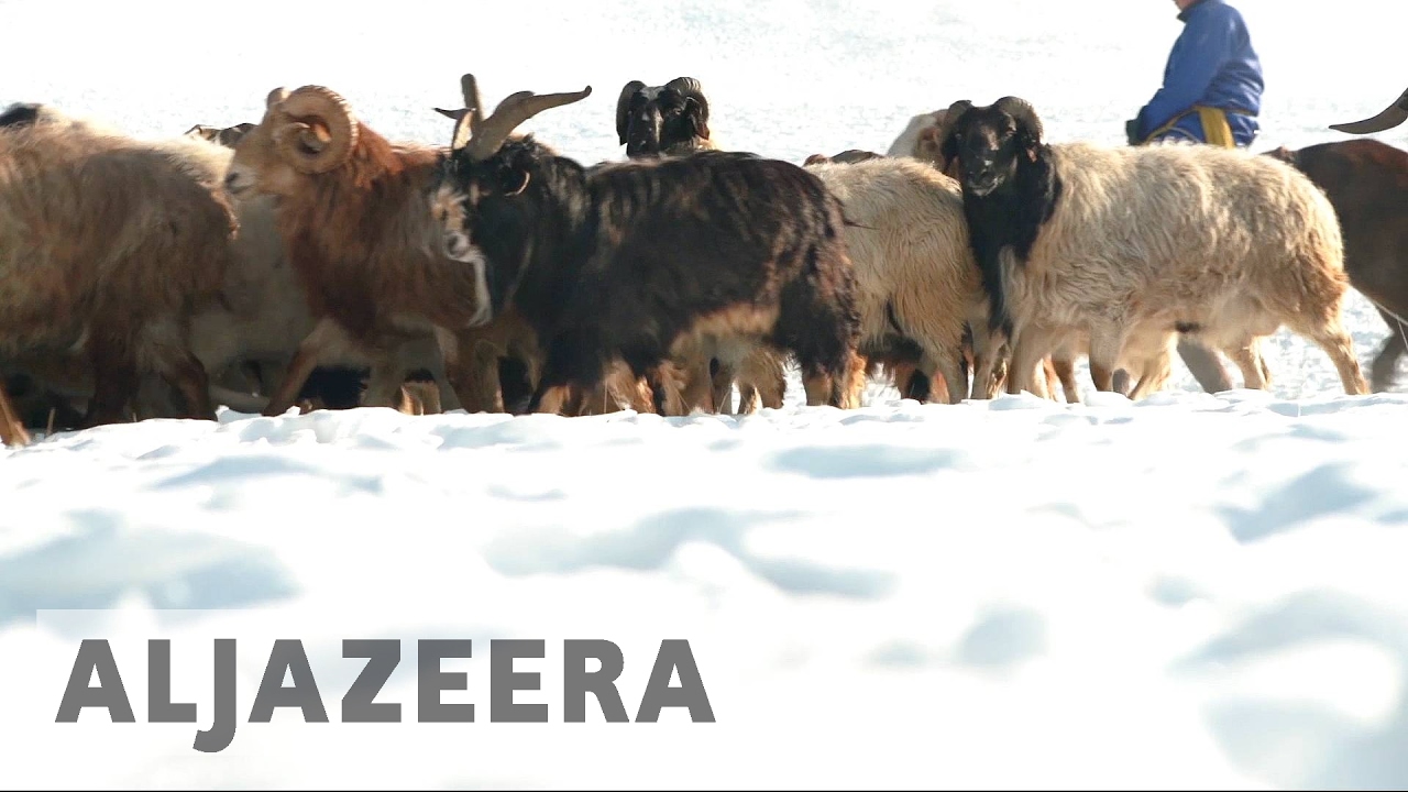 Mongolia herders hit by extreme weather