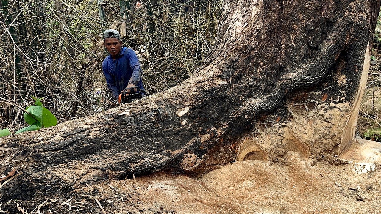 Tough place … The most dangerous cutting down of large trees at the beginning of the month‼️