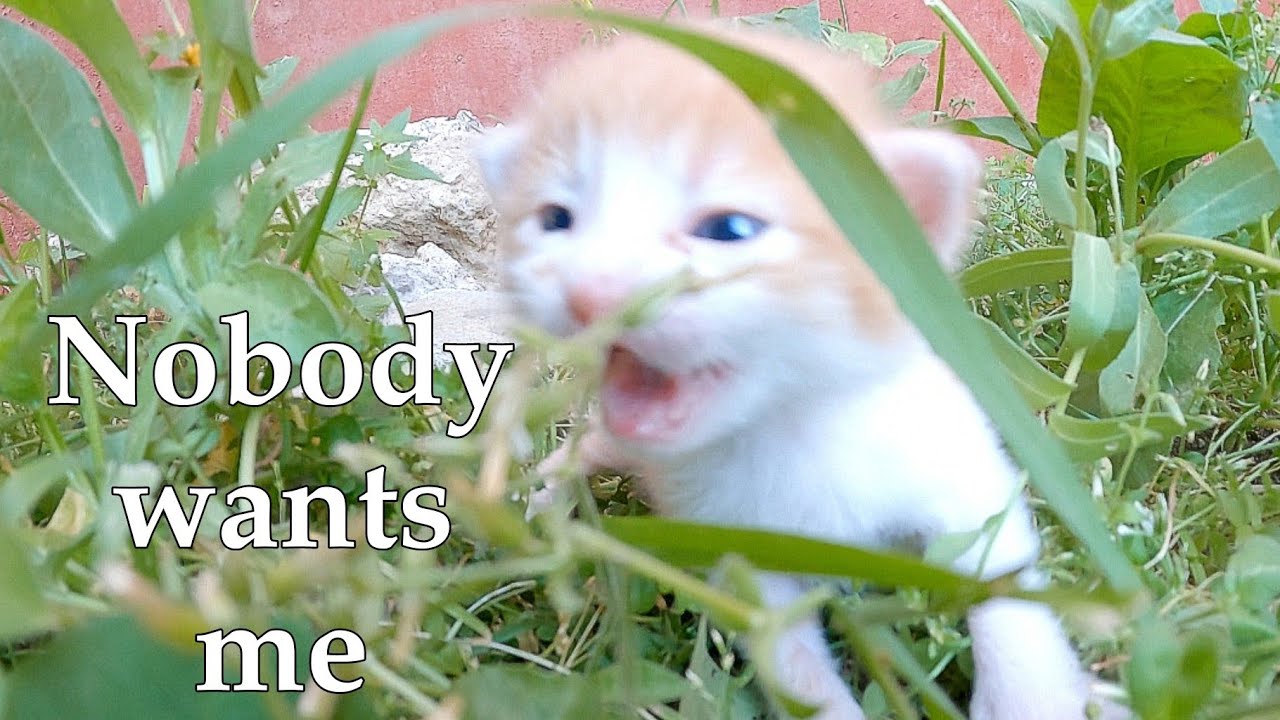 Try to save an abandoned kitten's life ||  She was adopted by a mother cat.
