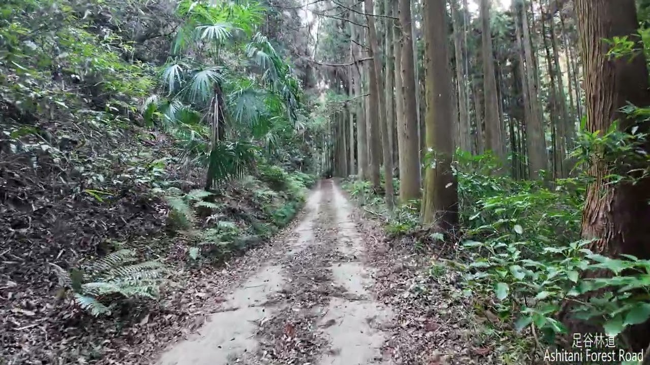 AS4ちょこっと登山・・足谷林道その４