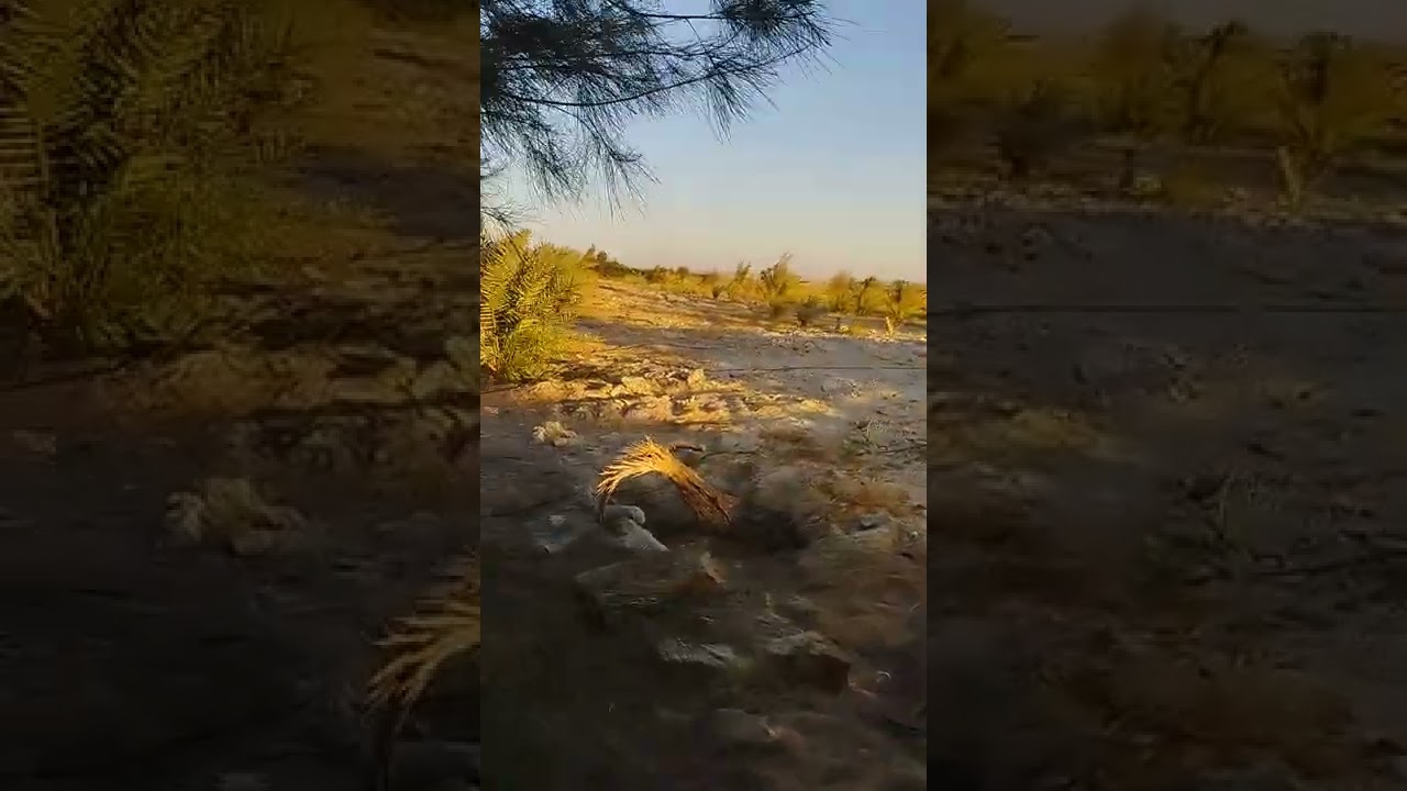 ٤٥فدان في الواحات البحرية مزروعين بالكامل