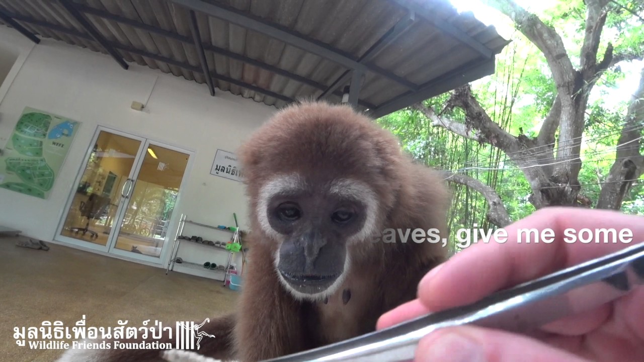 A Morning with Rescued Gibbon Jib Jub