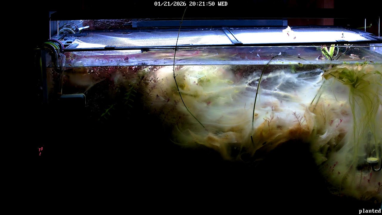 Planted Tank Live Stream