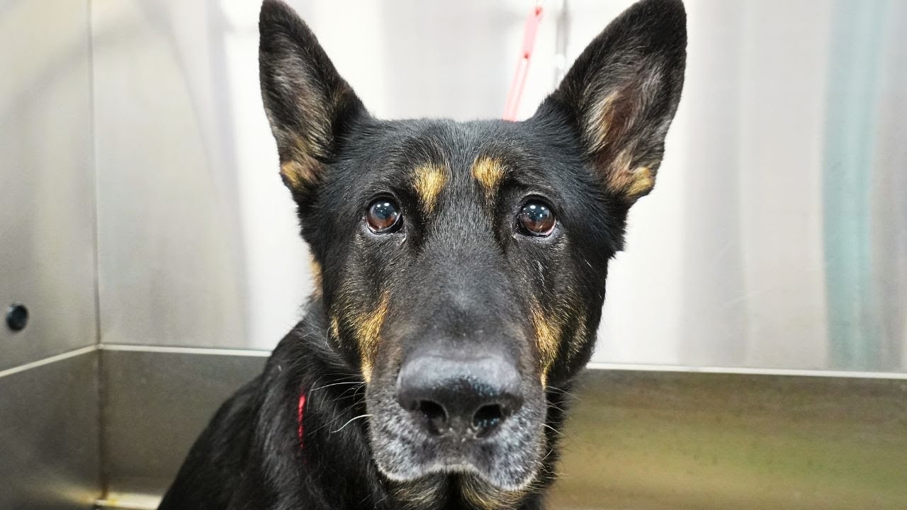 One Gorgeous German Shepherd Dog