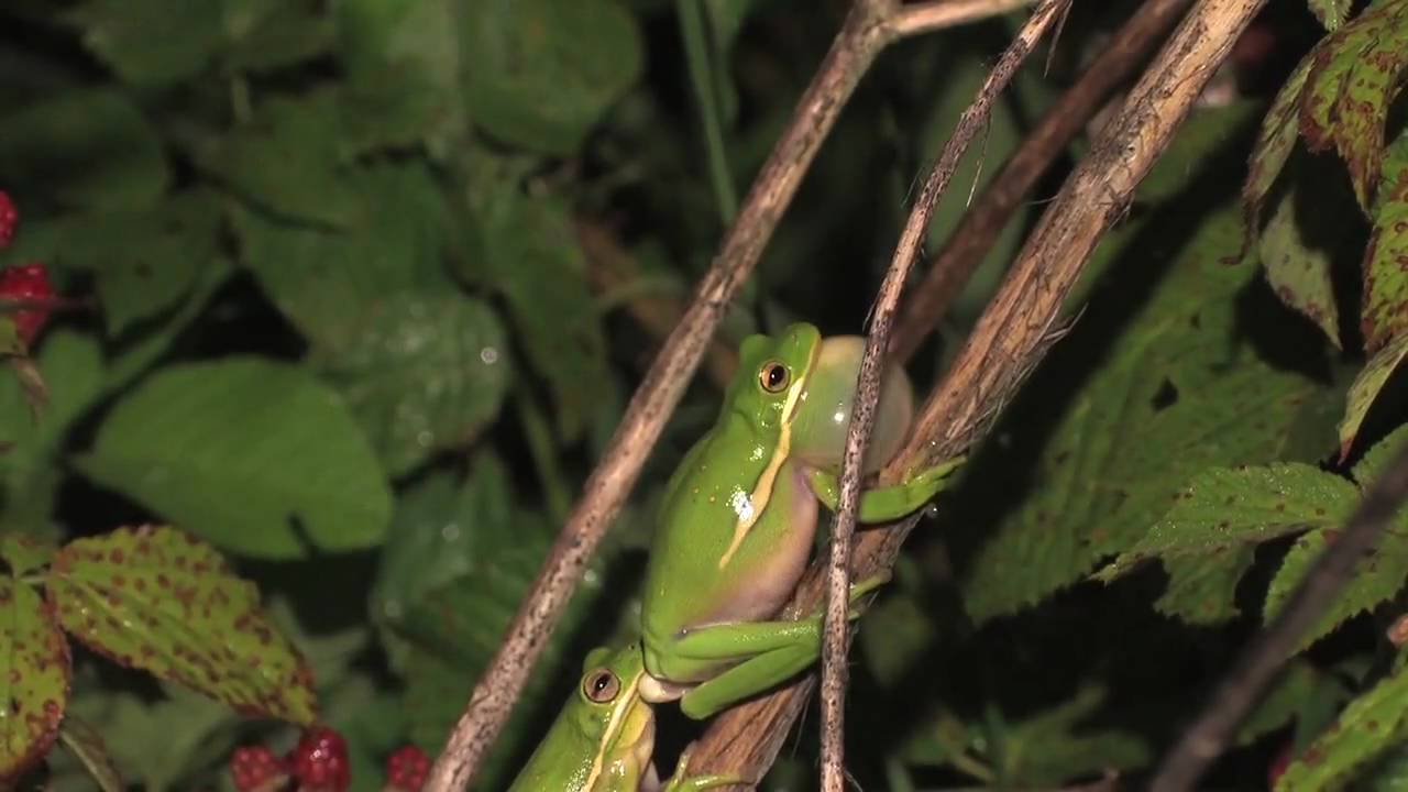 Green Treefrog