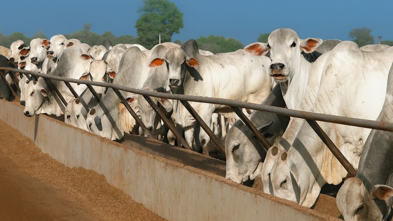 Las 10 mejores razas de ganado vacuno para la producci&oacute;n de carne a nivel mundial