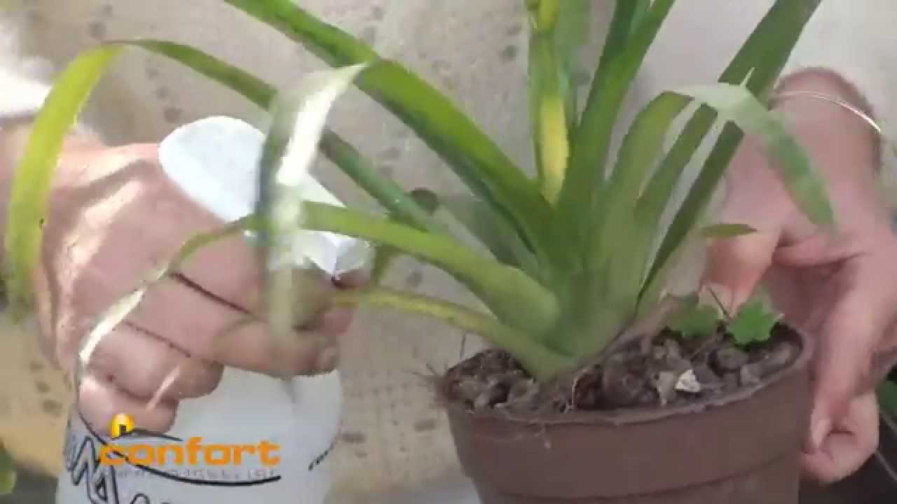 VIVERO ALEGRÍA - Cuidado de Vriesea