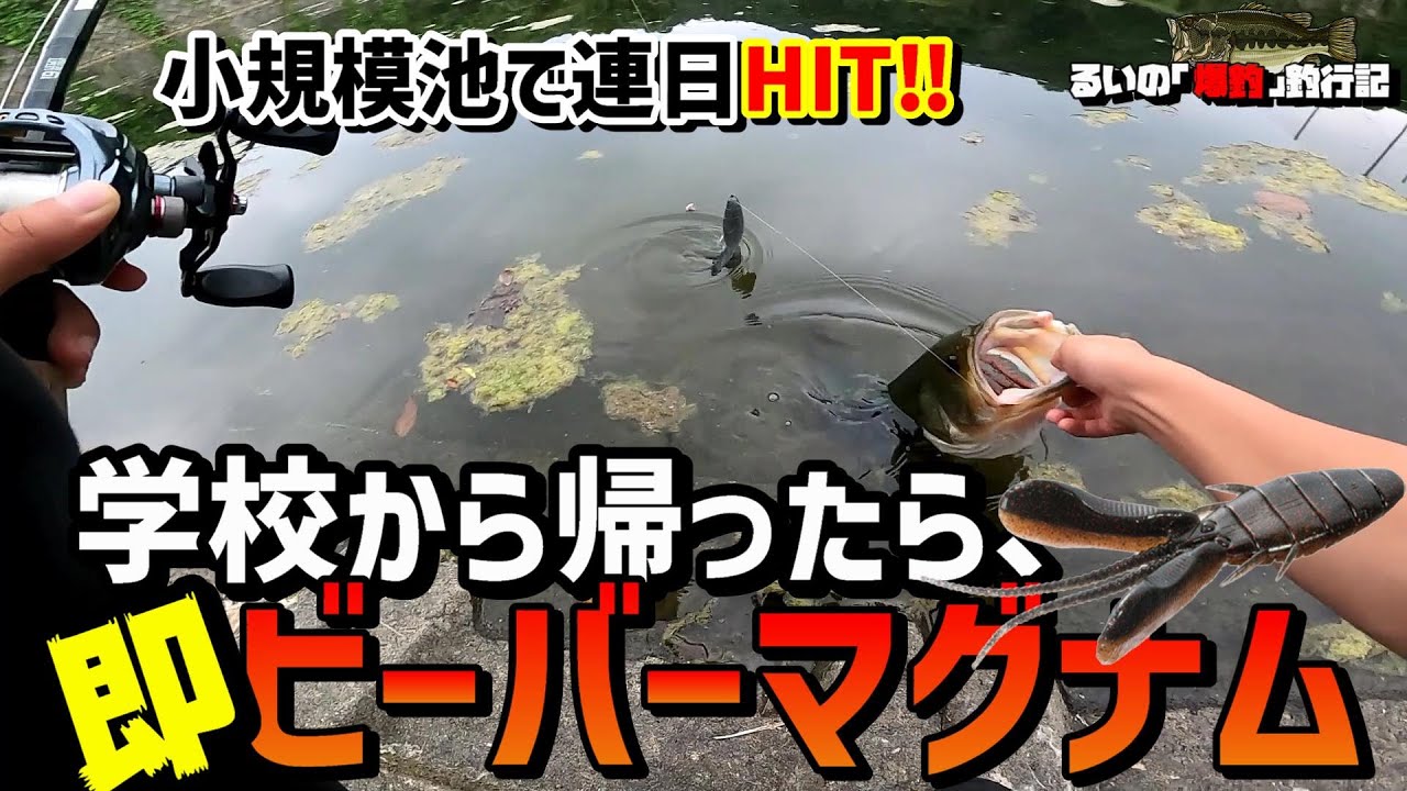 【バス釣り】学校から帰ったら、即ビーバーマグナムで小規模ため池直行！！