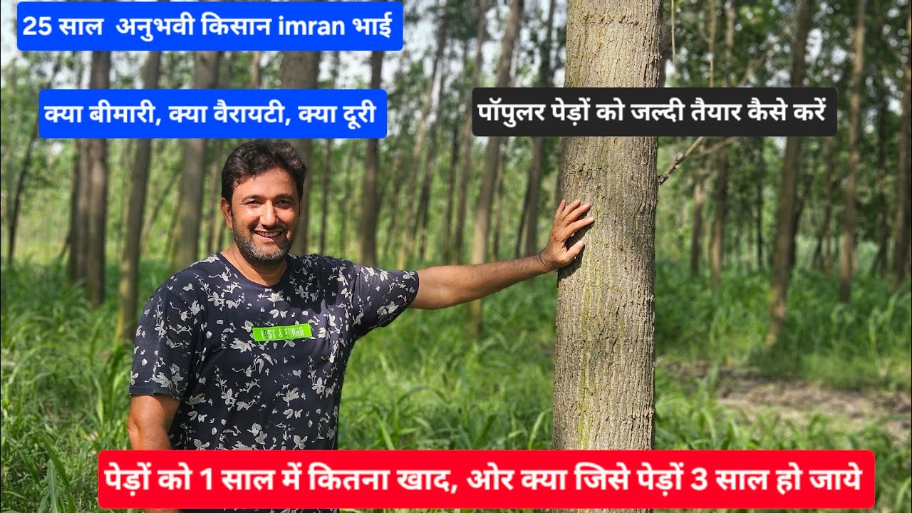 पॉपुलर खेती 25 साल अनुभव कैसे करें क्या ना करें क्या वैरायटी, क्या खाद क्या बीमारी, पेड़ों में वजन 