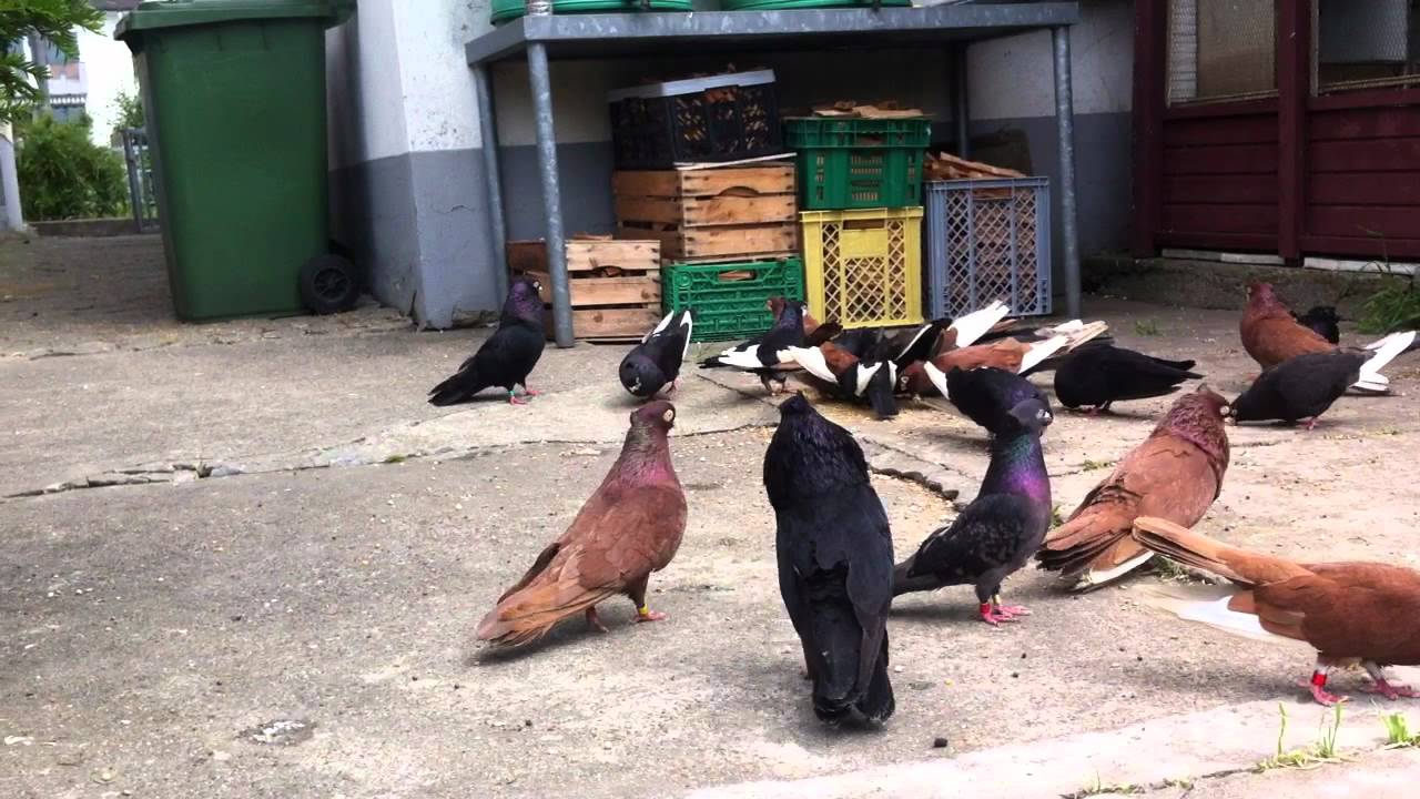 Pllumat e Halit Gashit 6