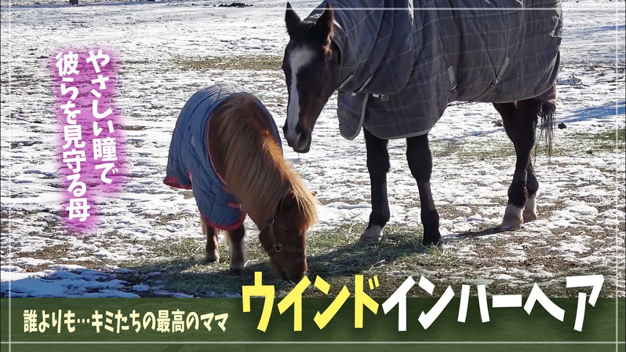 【ウインドインハーヘア】寒空の中、今日もやさしい眼差しでポニーたちを見守るママ