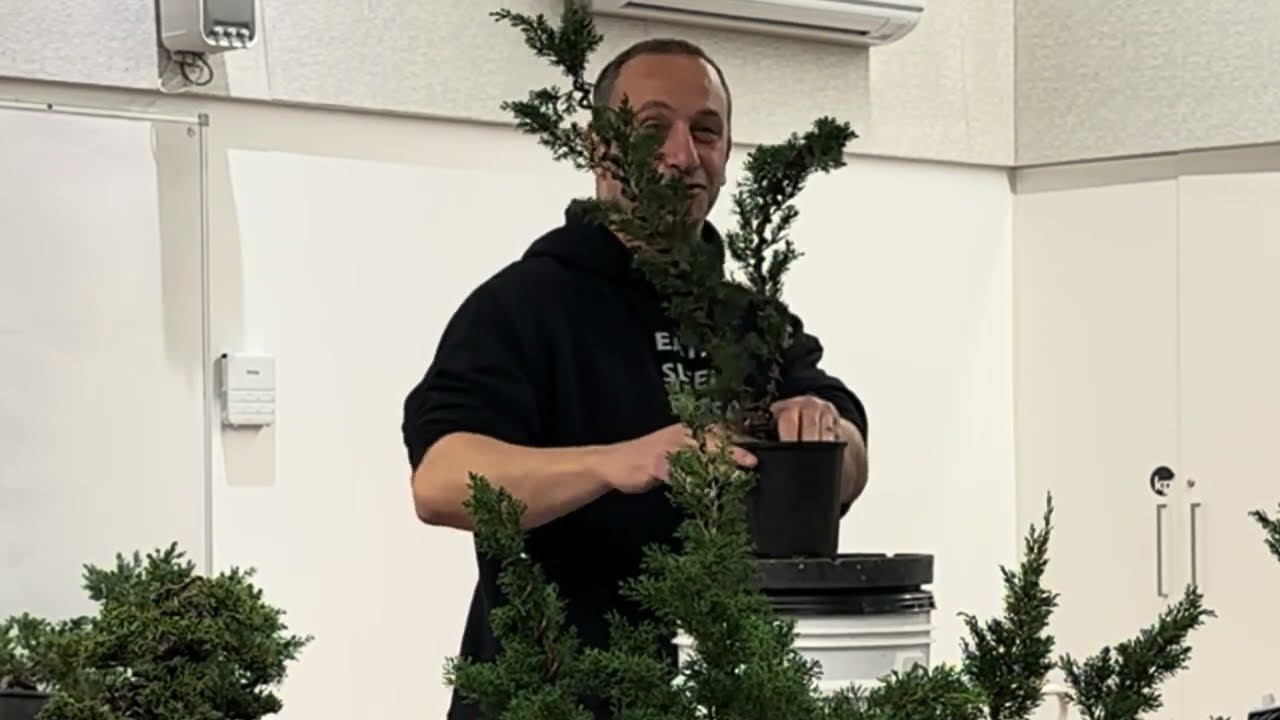 Shimpaku Junipers Demonstration at Yarra Valley Bonsai Society Melbourne July 2024