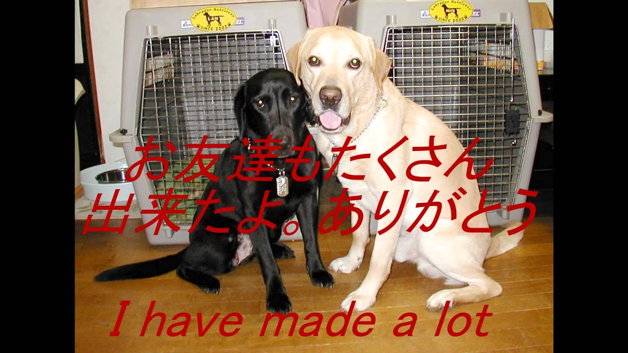 ラブラドール　ムックとラム　「犬からのありがとう」