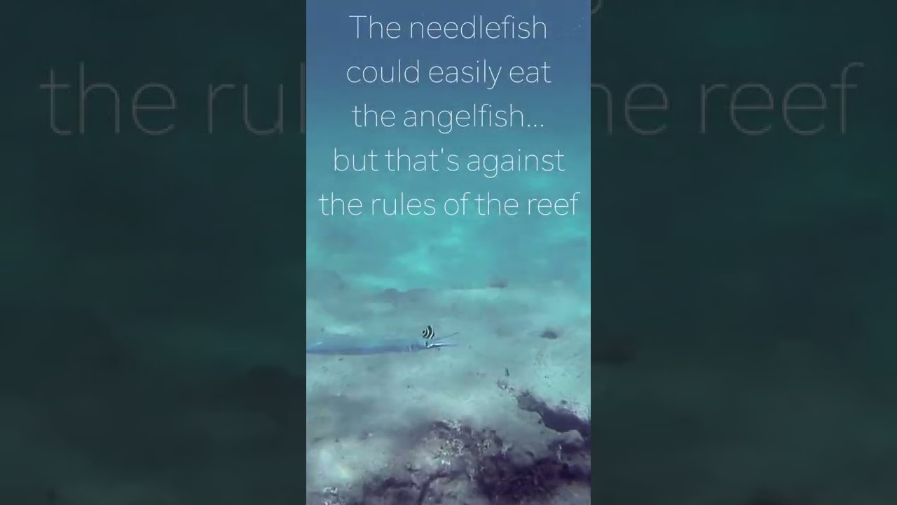 Laws of the reef - predators don&rsquo;t eat cleaners