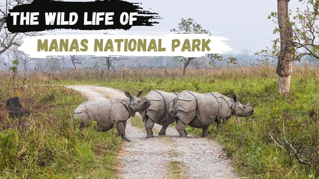 Manas National Park #Assam ǀ Nature lovers' Paradise ǀ second chance to the #Wild #photography #vlog