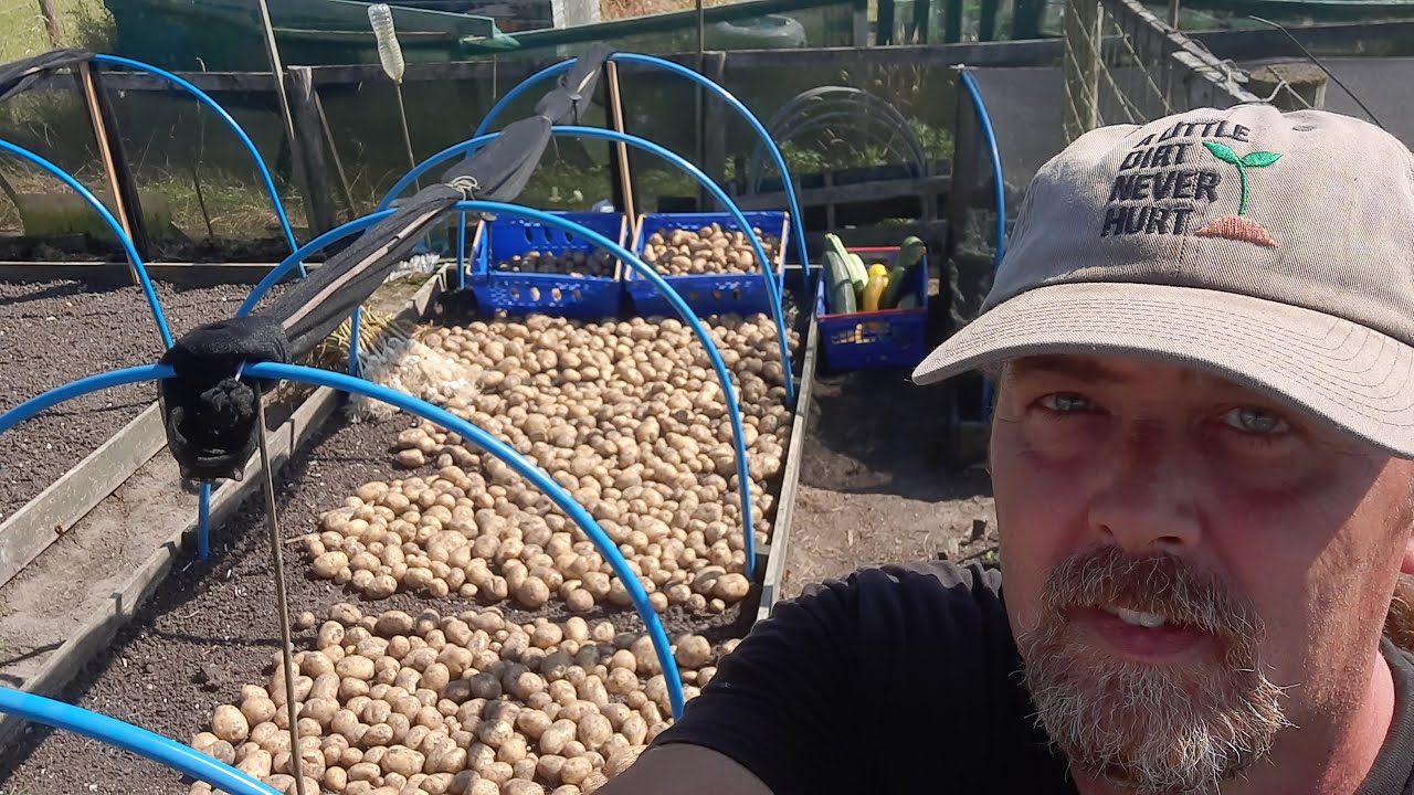 Allotment Update 11/8/24 - Harvesting potatoes from the plot after blight struck