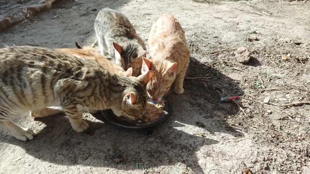 Funny cat in village 