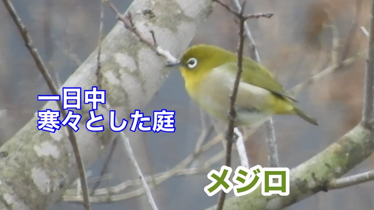 まるおの母　まるこの宿根草と低木の庭　2026 01 19 朝からずっと寒い庭。底冷えがするので、だんだん雪になるのかも。庭に来る鳥は、いつものメンバー。ハクセキレイ♀の手負いのハクちゃん、進化中