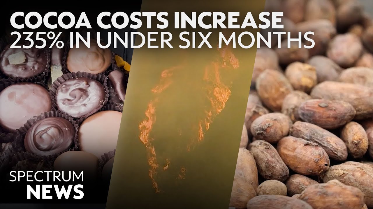 Climate Change Is Driving a Rapid Increase in Chocolate Prices | Spectrum News