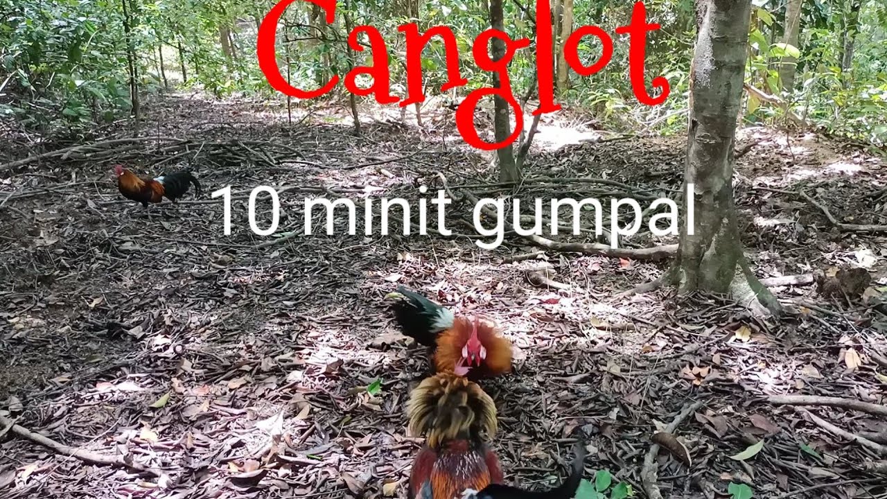 pikat ayam hutan