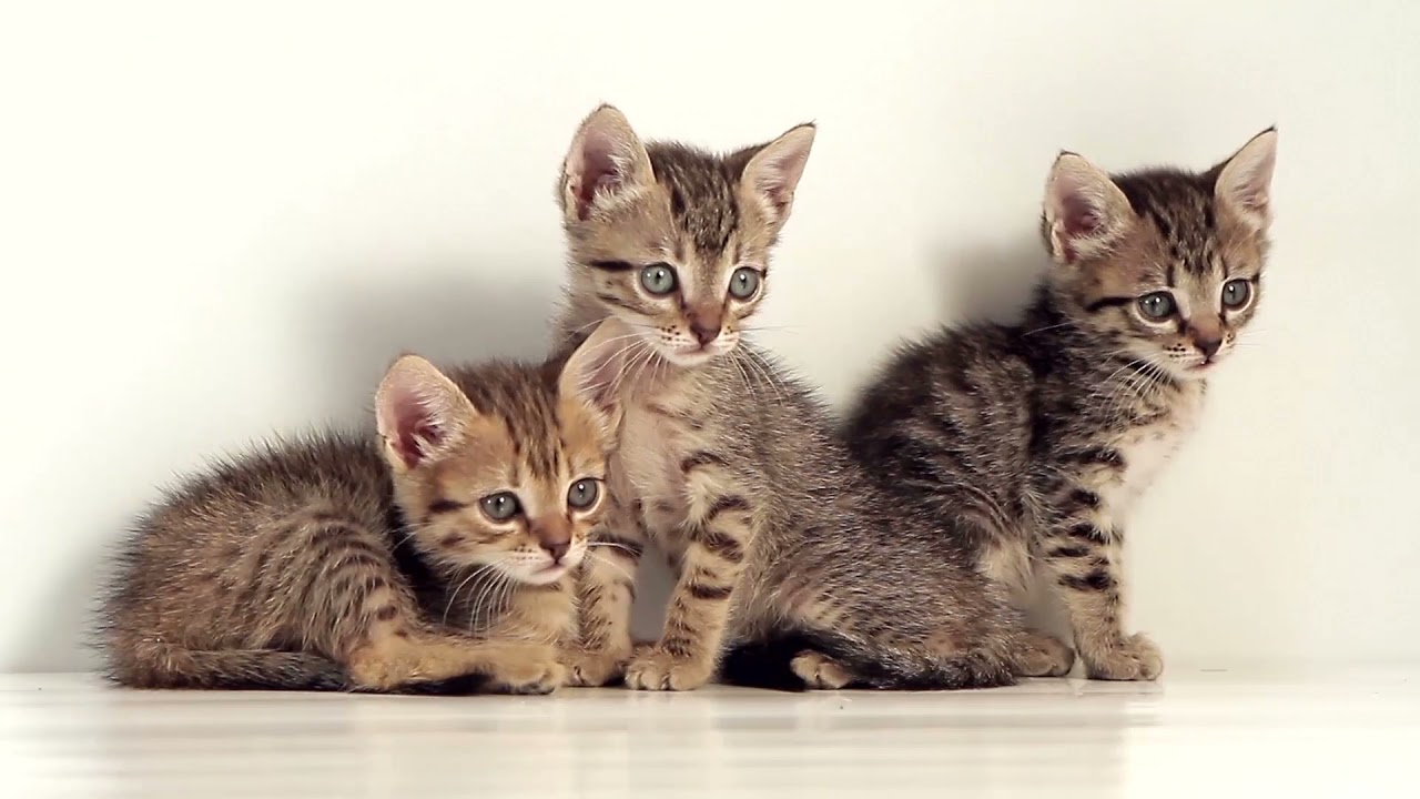 728 Hz Universal Life Frequency Beautiful cats with The Engagement  Silent Partner